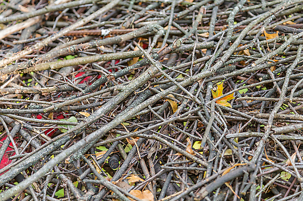 포토 JPG 해외이미지 나무 식물 계절 공원 백그라운드 낙엽 잎 패턴 자연 추상 건조 사람없음 야외 목재 갈색 쌓기 환경 가을 나뭇가지 질감 나무껍질 흙더미 내추럴 얇은 옛날 혼란 많음 해외포토 공공시설 컬러 컨셉 무늬 재료 모션 흙 껍질 생태계 파일형식 더미 이미지허브