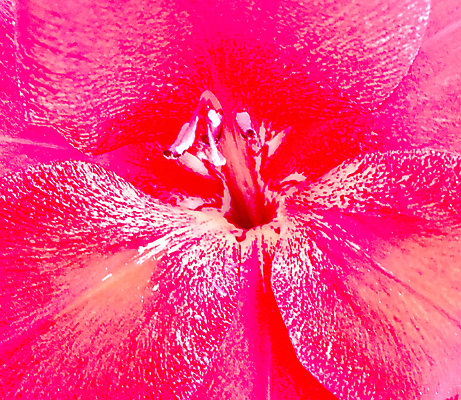 포토 JPG 해외이미지 식물 계절 공원 꽃잎 꽃 꽃다발 결혼 잎 꽃무늬 자연 실내 발렌타인데이 선물 사람없음 장식 초록색 뷰티 정원 봄 성장 벚꽃 개화 정상 다발 질감 향기 냄새 아로마 악취 내추럴 구성 해외포토 공공시설 컬러 무늬 데이이벤트 이벤트 내부 생태계 파일형식 이미지허브