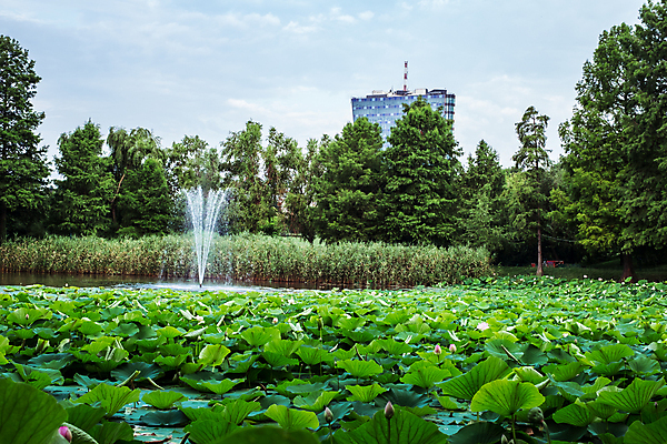 포토 JPG 해외이미지 식물 꽃잎 꽃 호수 줄기 분홍색 잎 자연 이집트 연꽃 동양인 사람없음 초록색 물 여름 뷰티 평화 정원 고요 봄 벚꽃 연못 개화 백합 순수 신성 부쿠레슈티 해외포토 자연요소 계절 컬러 컨셉 아프리카 인종 생태계 루마니아 파일형식 이미지허브
