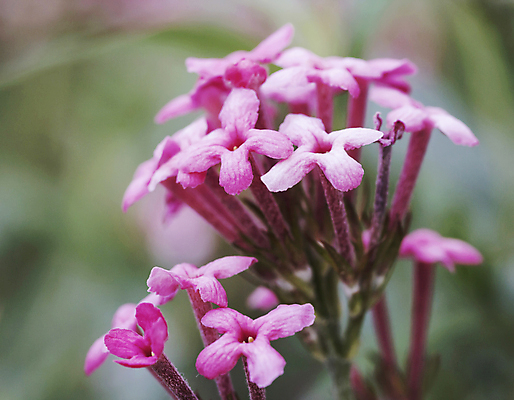 포토 JPG 해외이미지 식물 공원 꽃잎 꽃 분홍색 백그라운드 잎 꽃무늬 자연 멕시코 사람없음 야외 장식 초록색 빛 햇빛 뷰티 장미 정원 봄 벚꽃 나뭇가지 신선 개화 달콤 작음 원예 질감 내추럴 떠남 블러 파나마 해외포토 나무 계절 공공시설 컬러 북아메리카 무늬 모션 취미 태양 남아메리카 맛 크기 생태계 파일형식 이미지허브