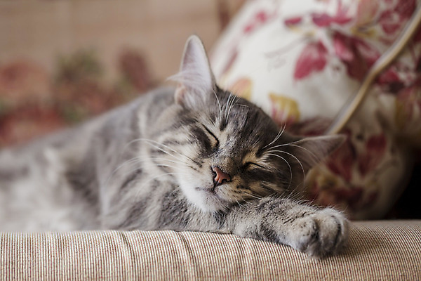 포토 JPG 해외이미지 동물 1 얼굴 베개 휴식 수염 주택 털 피곤 사람없음 반려동물 귀여움 고양이 회색 침대 아기 잠 달콤 작음 모피 부드러움 얼룩무늬 솜털 거짓말 유래 카피스페이스 안락 해외포토 컬러 가구 컨셉 무늬 포유류 침구 사람 건물 신체부위 공백 감각 맛 크기 파일형식 이미지허브