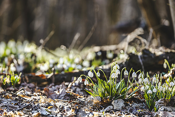 포토 JPG 해외이미지 식물 계절 꽃잎 꽃 지구 잎 자연 날씨 휴식 파노라마 선물 사람없음 목재 초록색 빛 컬러풀 햇빛 태양 환경 맑음 봄 카펫 벚꽃 흰색 신선 숲 작음 심플 아로마 부드러움 내추럴 땅바닥 블루벨 삼림지대 생태학 스노드롭 특별함 해외포토 자연요소 나무 교육 컬러 컨셉 재료 바닥 촬영기법 감각 크기 생태계 파일형식 이미지허브