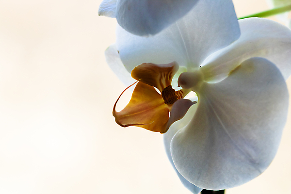 포토 JPG 해외이미지 식물 디자인 꽃잎 꽃 화분 분홍색 꽃다발 잎 꽃무늬 자연 주택 실내 사람없음 장식 초록색 컬러풀 뷰티 정원 방 들꽃 성장 벚꽃 흰색 나뭇가지 신선 개화 난초 우아함 냄비 호접란 내추럴 고립 심기 해외포토 나무 컬러 컨셉 무늬 모션 내부 건물 솥 생태계 파일형식 이미지허브