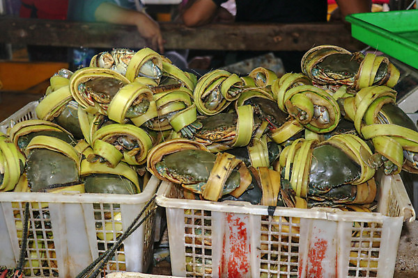 포토 JPG 해외이미지 동물 전통 음식 바다 백그라운드 다이어트 재료 태국 자연 낚시 조개 새우 거리 건강 종류 갑각류 어류 요리 사람없음 판매 세일 상점 식당 얼음 식사 저녁식사 게 신선 시장 선택 맛 바닷가재 지중해 먹기 해산물 오징어 날것 문어 지역 소매 단백질 해외포토 자연요소 아시아 컨셉 모션 레저 어패류 연체동물 수중동물 가재 생태계 영양소 파일형식 이미지허브