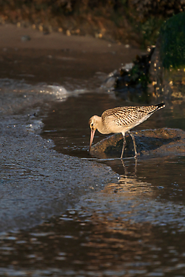 포토 JPG 해외이미지 동물 유럽 호수 야생동물 음식 바다 포즈 오렌지 자연 조류 서기 사람없음 야외 물 파란색 컬러풀 반사 갈색 환경 황무지 우아함 보호 습지 날씬함 깃털 부리 멸종 서식지 해외포토 자연요소 나라 컬러 컨셉 과일 모션 몸매 생태계 파일형식 이미지허브
