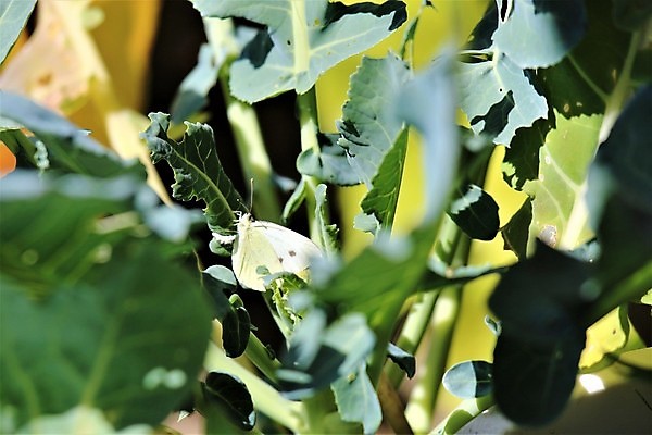 포토 JPG 해외이미지 식물 동물 나비 곤충 잎 날개 자연 사람없음 야외 초록색 정원 흰색 내추럴 동물상 해외포토 컬러 조형물 생태계 파일형식 이미지허브