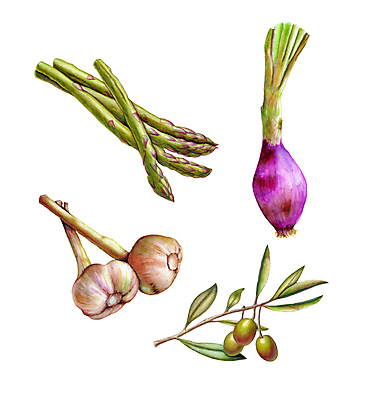 JPG 해외이미지 식물 꽃 다이어트 일러스트 양파 붓터치 마늘 사람없음 연필 주방 여러개 샐러드 먹기 그림 올리브 아스파라거스 날것 번짐 숙성 오리지널 해외일러스트 열매 음식 다수 채소 모션 학용품 건강 필기구 파일형식 효과 이미지허브