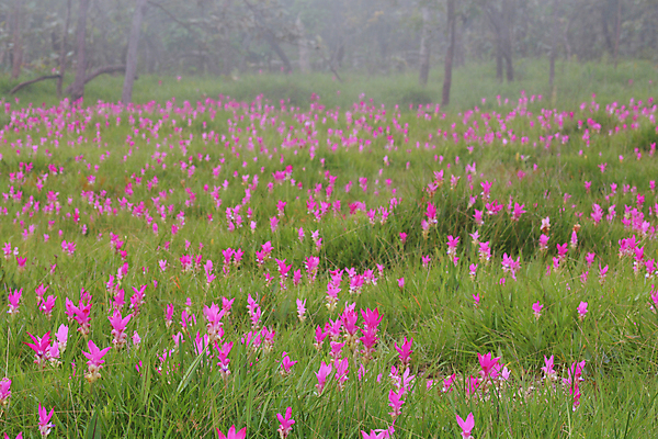 포토 JPG 해외이미지 공원 꽃 아시아 여행 백그라운드 태국 사람없음 튤립 해외포토 식물 공공시설 나라 파일형식 이미지허브