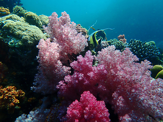 포토 JPG 해외이미지 동물 척추동물 야생동물 바다 자연 어류 사람없음 물 컬러풀 바닷속 수중 산호 생태계 다이빙 해외포토 자연요소 컬러 수영 수중동물 자포동물 수중스포츠 파일형식 이미지허브