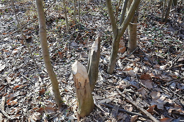 포토 JPG 해외이미지 나무 동물 야생동물 자연 사람없음 야외 목재 나무껍질 비버 해외포토 식물 재료 껍질 생태계 파일형식 이미지허브