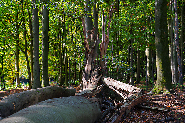 포토 JPG 해외이미지 나무 식물 계절 잎 꽃무늬 자연 파노라마 풍경 사람없음 야외 목재 초록색 환경 봄 성장 시골 신선 황무지 숲 관목 생태계 원예 내추럴 떠남 삼림지대 영원 해외포토 꽃 컬러 무늬 재료 모션 촬영기법 취미 파일형식 이미지허브