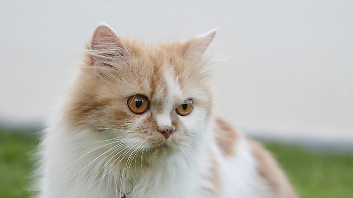 포토 JPG 해외이미지 동물 척추동물 응시 공원 밭 장난 포유류 자연 놀이 휴식 친절 생물 털 잔디 사람없음 야외 초록색 반려동물 달리기 걷기 정원 고양이 분노 모피 깃털 부드러움 솜털 거짓말 경보 기르기 해외포토 식물 시선 공공시설 감정 컬러 컨셉 농업 모션 감각 생태계 돌봄 파일형식 이미지허브