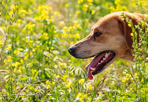 포토 JPG 해외이미지 동물 응시 공원 포즈 생각 밭 포유류 자연 잔디 사람없음 초록색 반려동물 햇빛 갈색 노란색 머리 환경 정원 황금 개 스마트 속도 검색 사냥 냄새 사냥개 비글 사냥꾼 발견 추적 명령 기르기 지능 해외포토 식물 직업 시선 공공시설 컬러 컨셉 농업 모션 신체부위 태양 생태계 돌봄 파일형식 이미지허브