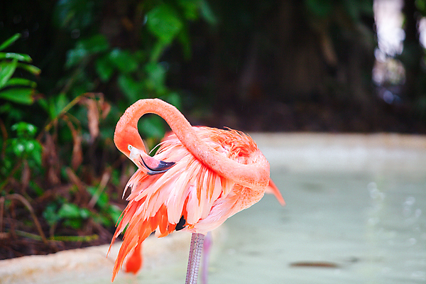 포토 JPG 해외이미지 주간 한마리 사람없음 야외 아웃포커스 여름 여름풍경 플라밍고 해외포토 자연요소 1 계절 조류 촬영기법 풍경 파일형식 여름_계절 이미지허브
