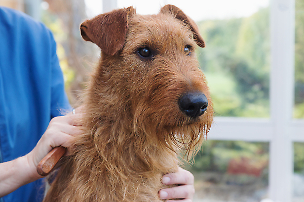 포토 JPG 해외이미지 실내 한명 들기 상반신 성인 옆모습 반려동물 잡기 개 테리어 돌봄 애견미용 애견빗 성인한명만 해외포토 동물 1 뷰포인트 포유류 모션 사람 내부 뷰티 애견용품 성인만 파일형식 이미지허브