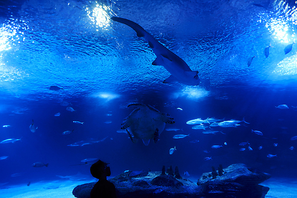 포토 JPG 해외이미지 남자 실루엣 어린이 실내 어류 한명 소년 상반신 파란색 수중 올려보기 거북이 상어 수족관 아쿠아리움 소년한명만 해외포토 1 컬러 파충류 모션 촬영기법 사람 내부 수중동물 남자한명만 소년만 파일형식 이미지허브