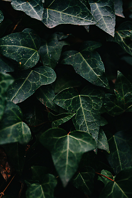 포토 JPG 해외이미지 백그라운드 잎 자연 사람없음 초록색 덩굴 해외포토 식물 컬러 생태계 파일형식 이미지허브