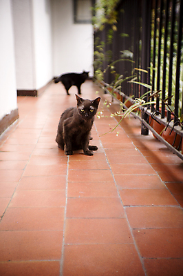 포토 JPG 해외이미지 동물 응시 백그라운드 포유류 자연 털 성인 사람없음 초록색 반려동물 머리 검은색 고양이 고통 흰색 모피 고립 당뇨병 옛날 해외포토 시선 감정 컬러 사람 신체부위 질병 생태계 파일형식 이미지허브