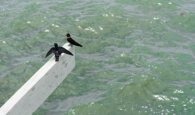 포토 JPG 해외이미지 나무 동물 여자 야생동물 섬 여행 자연 조류 병아리 앉기 사람없음 여행객 나뭇가지 부리 남쪽 동물상 포트폴리오 해외포토 식물 모션 사람 조형물 방향 생태계 파일형식 이미지허브