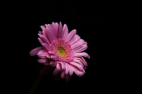 포토 JPG 해외이미지 식물 계절 꽃잎 꽃 줄기 분홍색 자연 검은배경 추상 사람없음 컬러풀 뷰티 정원 사진촬영 활발 그림 향기 거베라 내추럴 완벽 취급주의 카피스페이스 해외포토 컬러 백그라운드 컨셉 무늬 경고 검은색 촬영 공백 생태계 냄새 파일형식 이미지허브