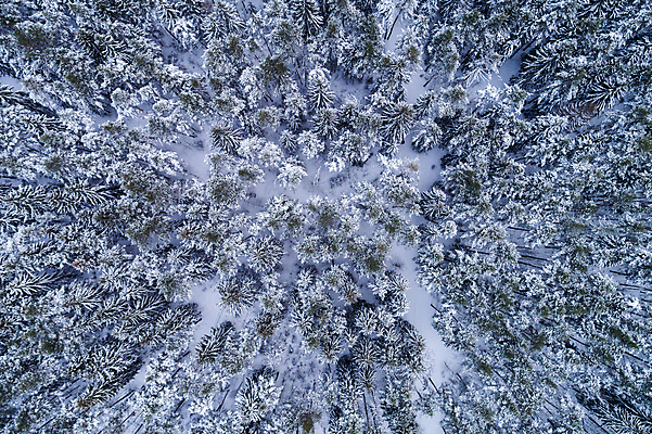 포토 JPG 해외이미지 나무 겨울 자연 안테나 파노라마 풍경 사람없음 초록색 추위 흰색 소나무 정상 숲 고도 서리 침엽수 드론 심각 눈내림 가문비나무 해외포토 식물 계절 컬러 컨셉 통신 눈_날씨 촬영기법 생태계 파일형식 이미지허브