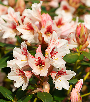 포토 JPG 해외이미지 식물 계절 공원 꽃잎 꽃 분홍색 잎 꽃무늬 자연 사람없음 야외 빨간색 햇빛 뷰티 환경 정원 봄 성장 벚꽃 신선 개화 닫기 진달래 관목 생태계 원예 화단 내추럴 영원 해외포토 나무 공공시설 컬러 무늬 모션 취미 태양 파일형식 이미지허브