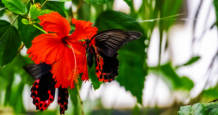 포토 JPG 해외이미지 주간 나비 잎 자연 사람없음 야외 빨간색 히비스커스 해외포토 자연요소 식물 꽃 컬러 곤충 생태계 파일형식 이미지허브