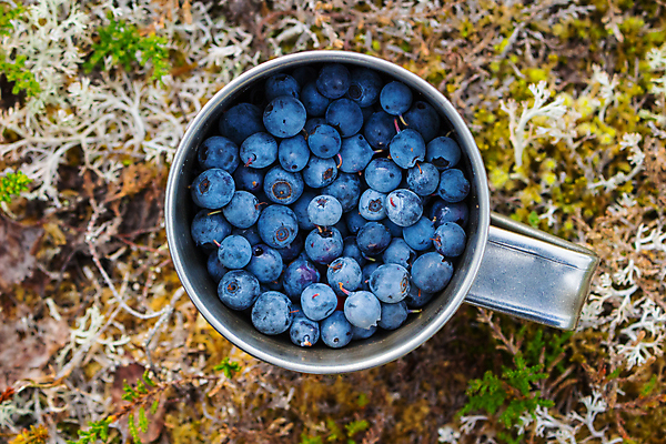 포토 JPG 해외이미지 열매 음식 과일 자연 디저트 사람없음 컵 파란색 환경 금속 머그컵 수확 신선 숲 유기농 블루베리 내추럴 숙성 해외포토 식물 식기 웰빙 컬러 농업 재질 생태계 파일형식 이미지허브