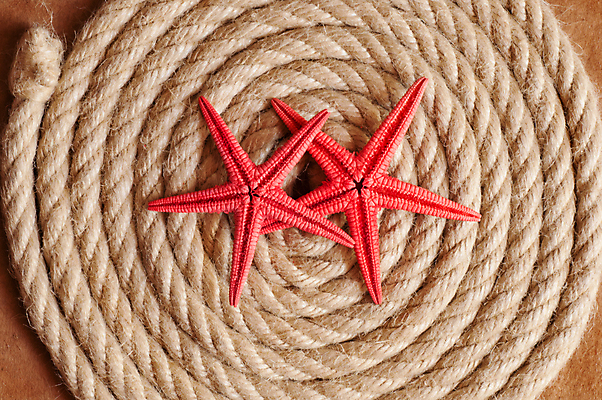 포토 JPG 해외이미지 종이 밧줄 백그라운드 불가사리 사람없음 갈색 회오리 질감 카피스페이스 해외포토 줄 컬러 극피동물 공백 파일형식 이미지허브