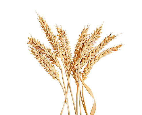 포토 JPG 해외이미지 식물 음식 줄기 잎 농업 재료 자연 건조 씨앗 사람없음 농작물 식사 빵집 수확 낟알 시리얼 밀 다발 보따리 스파이크 해외포토 산업 곡류 상점 생태계 파일형식 이미지허브