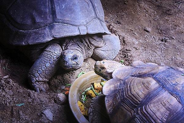 포토 JPG 해외이미지 동물 행복 아시아 야생동물 모래 바다 섬 백그라운드 패턴 교통시설 파충류 모션 자연 휴가 휴식 항해 종류 손바닥 사람없음 물 파란색 햇빛 농장 놀이방 아기 만 보트 고급 큼 크루즈 휴양지 함선 포트 멸종 7 기르기 파라다이스 해외포토 자연요소 손 감정 나라 컬러 교통 컨셉 무늬 농업 배_교통 사람 태양 숫자 장소 크기 시설 생태계 돌봄 파일형식 이미지허브