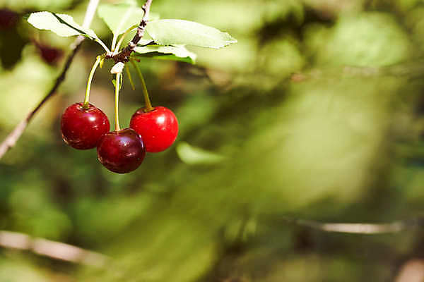 포토 JPG 해외이미지 식물 선 컨셉 잎 패턴 자연 추상 요리 사람없음 장식 초록색 물 우주 줄무늬 젖음 물방울 신선 시간 맛 떨어짐 냄비 이슬 묘사 질감 서식 심플 시트 바질 뒤뜰 베르데 온실 해외포토 자연요소 컬러 무늬 솥 생태계 파일형식 이미지허브