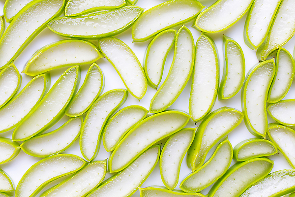 포토 JPG 해외이미지 스튜디오촬영 단면 실내 사람없음 하이앵글 뷰티 흰배경 알로에 해외포토 식물 뷰포인트 백그라운드 내부 흰색 파일형식 이미지허브