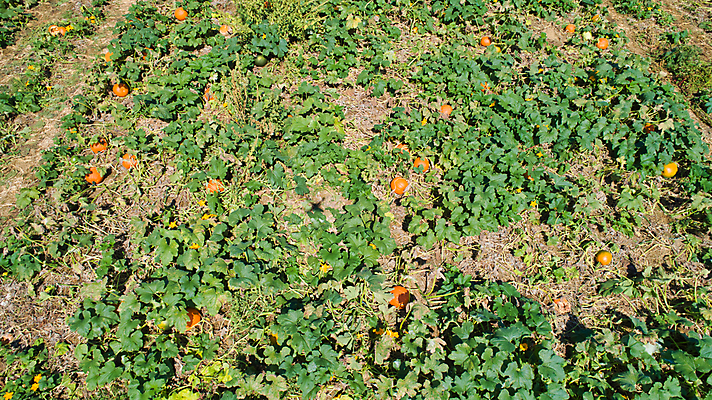 포토 JPG 해외이미지 식물 계절 줄기 백그라운드 밭 농업 채소 오렌지 부분 자연 호박 안테나 풍경 사람없음 야외 컬러풀 농장 일출 일몰 할로윈 수확 가을 원예 조경 장면 추수감사절 스쿼시 드론 밭일 숙성 조감도 많음 세련 해외포토 산업 기독교 스포츠 컬러 컨셉 과일 통신 취미 구기 노을 생태계 파일형식 이미지허브