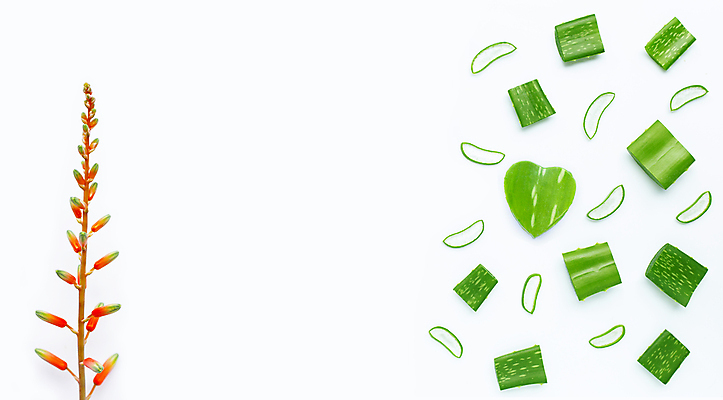 포토 JPG 해외이미지 스튜디오촬영 꽃 단면 실내 사람없음 하이앵글 뷰티 흰배경 알로에 해외포토 식물 뷰포인트 백그라운드 내부 흰색 파일형식 이미지허브