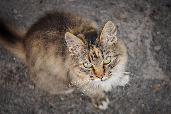 포토 JPG 해외이미지 동물 디자인 도로 얼굴 백그라운드 컨셉 포유류 수염 거리 털 사랑 사람없음 야외 반려동물 태양 고양이 회색 보행로 콧수염 엽서 귀 부드러움 솜털 잡종 노숙자 블러 해외포토 자연요소 감정 길 컬러 교통시설 신체부위 감각 편지 파일형식 이미지허브
