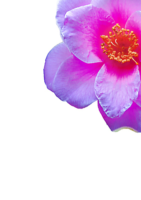 포토 JPG 해외이미지 식물 템플릿 디자인 기념일 꽃 종이 분홍색 결혼 백그라운드 잎 자연 결혼식 문구용품 봉투 발렌타인데이 사랑 사람없음 장식 뷰티 장미 인사 신용카드 레이아웃 신분 초대 내추럴 장례 해외포토 감정 컬러 데이이벤트 이벤트 금융 예절 오브젝트 생태계 파일형식 이미지허브