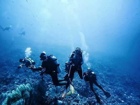 포토 JPG 해외이미지 전신 바다 여러명 성인 수중 잠수부 암초 스쿠버다이버 성인만 해외포토 다수 사람 전문직 스쿠버다이빙 파일형식 이미지허브