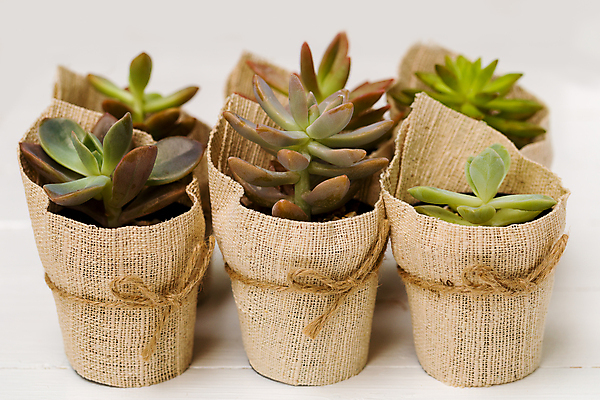 포토 JPG 해외이미지 식물 꽃 잎 자연 선인장 사람없음 냄비 자루 해외포토 솥 생태계 파일형식 이미지허브