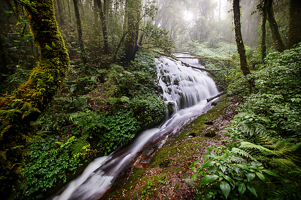 포토 JPG 해외이미지 나무 식물 공원 여행 백그라운드 태국 자연 산 풍경 사람없음 초록색 물 여름 강 환경 봄 폭포 흐름 가을 신선 개울 보호 숲 열대우림 내추럴 로스앤젤레스 전국 해외포토 자연요소 계절 공공시설 아시아 컬러 컨셉 미국 생태계 파일형식 이미지허브