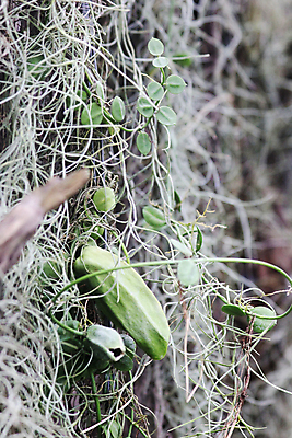 포토 JPG 해외이미지 식물 행복 종이 파도 백그라운드 잎 비즈니스 창문 자연 추상 새로움 주택 건조 매달리기 미술 잔디 사람없음 내부 장식 초록색 뷰티 우주 정원 일본 봄 방 회색 성장 덮개 흰색 신선 커튼 번개 내추럴 과테말라 돌봄 스페인어 해외포토 계절 감정 아시아 바다 컬러 컨셉 무늬 모션 날씨 문화예술 건물 뚜껑 중앙아메리카 생태계 파일형식 이미지허브