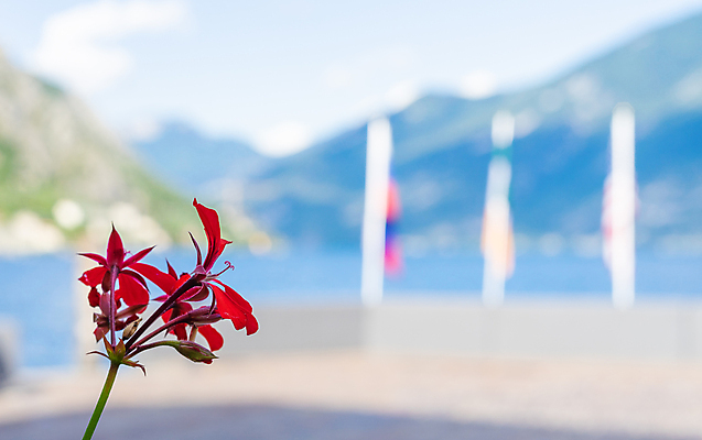 포토 JPG 해외이미지 식물 계절 꽃 백그라운드 잎 꽃무늬 밭 자연 휴가 거리 풍경 사람없음 야외 초록색 여름 도시풍경 컬러풀 햇빛 뷰티 정원 봄 이탈리아 성장 벚꽃 흰색 신선 도시 싱글 보케 내추럴 해외포토 유럽 컬러 무늬 농업 태양 생태계 파일형식 이미지허브