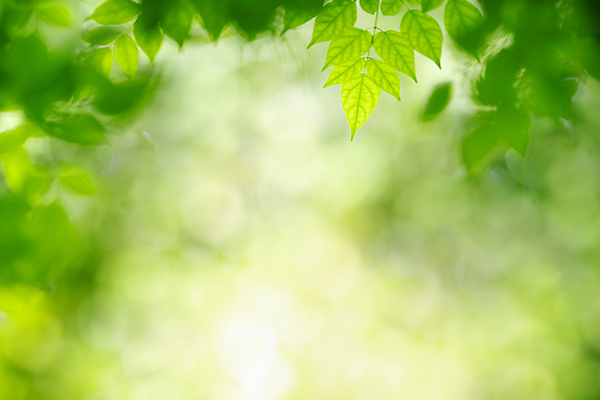 포토 JPG 해외이미지 나무 식물 계절 백그라운드 컨셉 잎 패턴 자연 벽지 추상 잔디 사람없음 초록색 여름 빛 컬러풀 햇빛 태양 뷰티 우주 환경 정원 맑음 봄 성장 신선 숲 질감 보케 부드러움 내추럴 블러 생태학 지구의날 카피스페이스 그리너리 효과 해외포토 자연요소 교육 기념일 컬러 무늬 날씨 공백 감각 생태계 파일형식 트랜드컬러 이미지허브