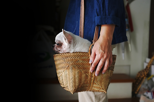 포토 JPG 해외이미지 동물 한마리 행복 백그라운드 포유류 자연 서기 사람없음 야외 초록색 파란색 반려동물 갈색 바구니 자전거 수확 닫기 개 달콤 강아지 크림 즐거움 보케 육식동물 송곳니 내추럴 해외포토 1 감정 컬러 농업 모션 바이크 맛 치아 생태계 파일형식 이미지허브