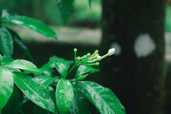 포토 JPG 해외이미지 나무 식물 계절 꽃잎 꽃 음식 백그라운드 단풍 잎 농업 과일 하늘 날씨 사람없음 물 햇빛 농장 환경 정원 봄 젖음 성장 벚꽃 물방울 농촌 신선 떨어짐 이슬 빗방울 순수 유기농 꽃가루 열대기후 화창 해외포토 자연요소 웰빙 산업 컨셉 태양 시골 비_날씨 가루 파일형식 이미지허브
