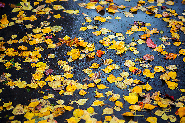 포토 JPG 해외이미지 나무 식물 계절 공원 도로 백그라운드 잎 패턴 오렌지 자연 표면 날씨 추상 거리 사람없음 야외 장식 컬러풀 햇빛 우주 검은색 어둠 젖음 가을 도시 보행로 황금 작음 오솔길 아스팔트 11월 질감 자작나무 10월 내추럴 땅바닥 해외포토 공공시설 길 컬러 무늬 과일 교통시설 바닥 태양 날짜 크기 생태계 파일형식 이미지허브