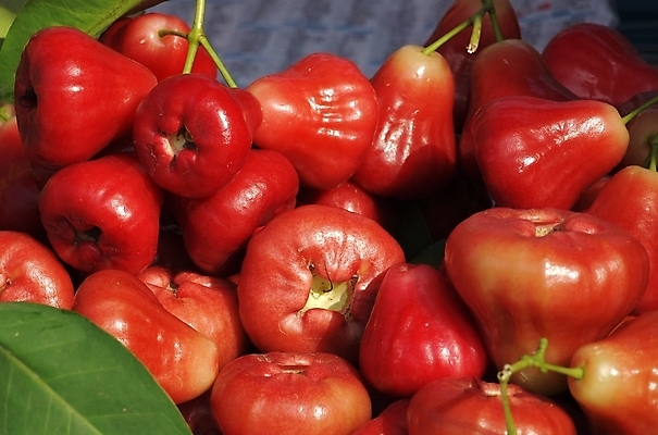 포토 JPG 해외이미지 모양 아시아 음식 줄기 잎 과일 사람없음 야외 빨간색 빛 쌓기 나뭇가지 신선 원형 시장 달콤 매끈함 대만 피부 내추럴 해외포토 도형 나무 식물 나라 컬러 모션 신체부위 감각 맛 파일형식 이미지허브