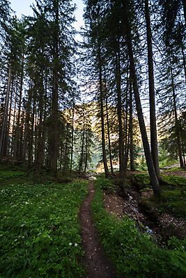 포토 JPG 해외이미지 나무 유럽 도로 길 잎 지도 자국 자연 휴가 산 사람없음 야외 목재 햇빛 태양 여행객 걷기 환경 새벽 트래킹 하이킹 안개 성장 흰색 숲 오솔길 A 침엽수 남쪽 선로 해외포토 자연요소 식물 알파벳 나라 컬러 재료 교통시설 모션 레저 날씨 사람 방향 생태계 파일형식 이미지허브