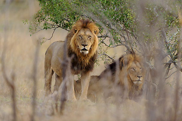 포토 JPG 해외이미지 동물 응시 남자 야생동물 포유류 아프리카 자연 아침 털 사람없음 야외 빛 환경 고양이 사막 황무지 보호 위험 사자 큼 사파리 육식동물 갈기 사냥꾼 사자자리 남쪽 내추럴 동물상 칼라하리 힘찬 해외포토 주간 직업 시선 나라 컨셉 사람 반려동물 조형물 별자리 크기 방향 생태계 파일형식 이미지허브