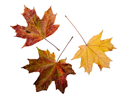 포토 JPG 해외이미지 계절 백그라운드 단풍 잎 오렌지 자연 사람없음 장식 빨간색 초록색 컬러풀 노란색 활발 가을 흰색 황금 닫기 숲 9월 질감 10월 고립 해외포토 식물 컬러 컨셉 과일 모션 날짜 생태계 파일형식 이미지허브